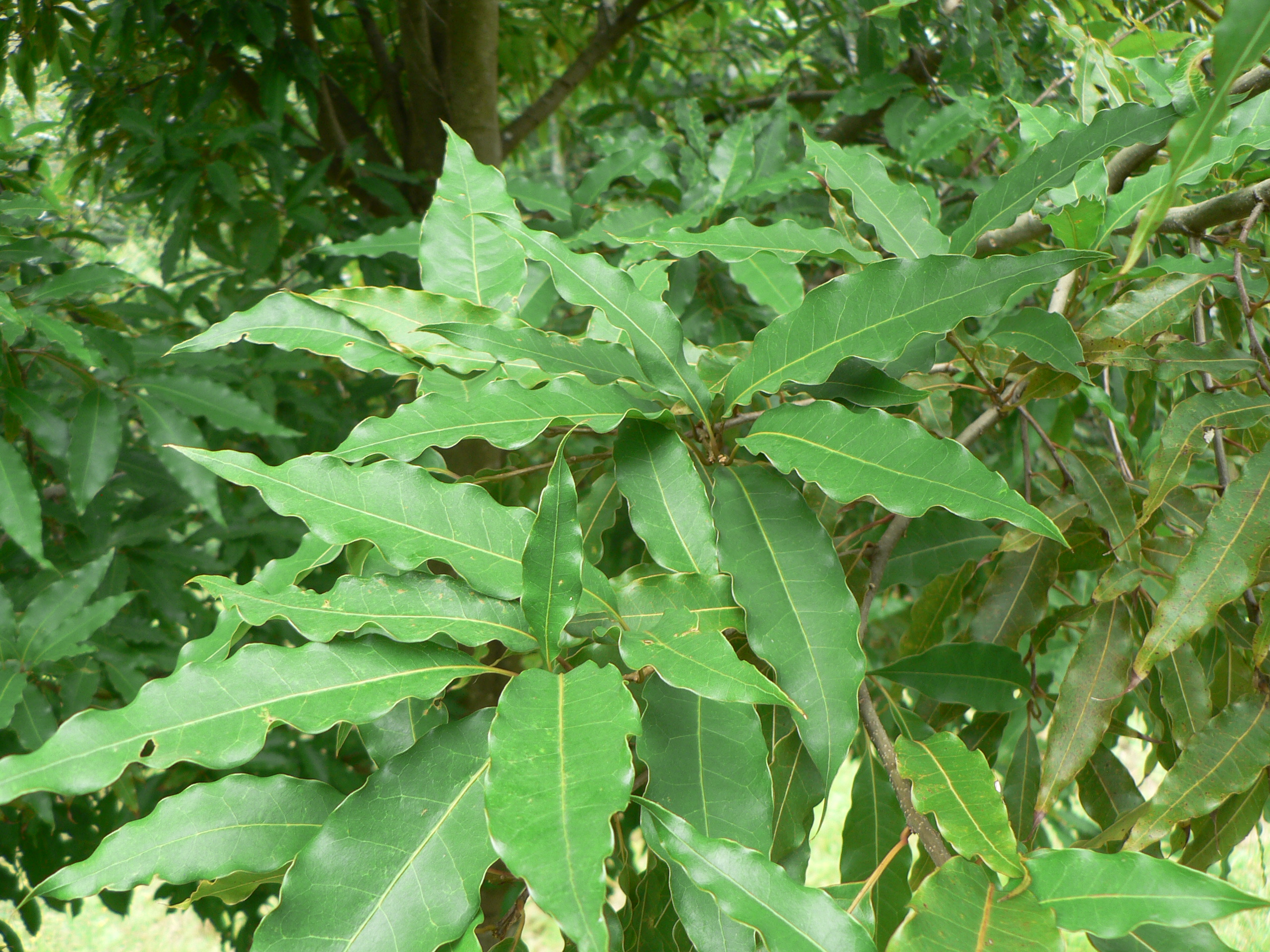 Quercus delgadoana Béatrice Chassé