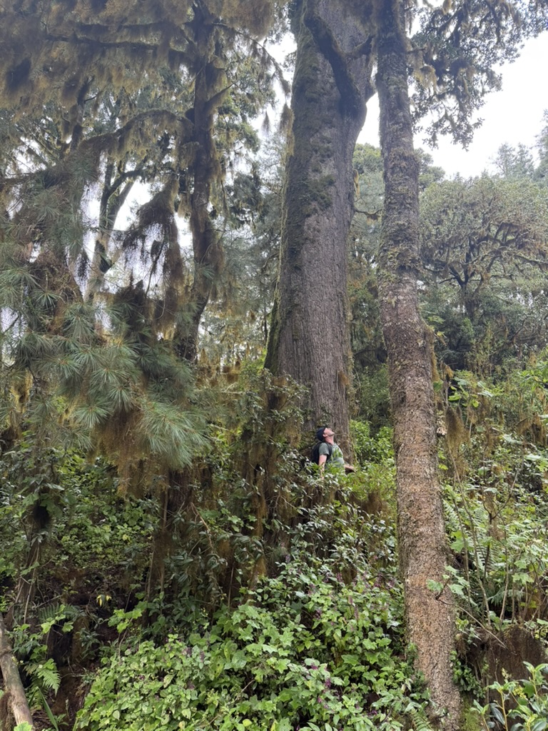 Byron Joel admiring a towering Quercus glabrescens