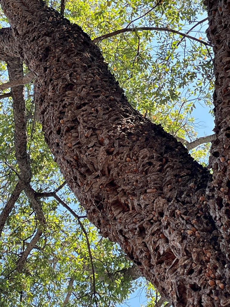 Cork oak branch with acorns
