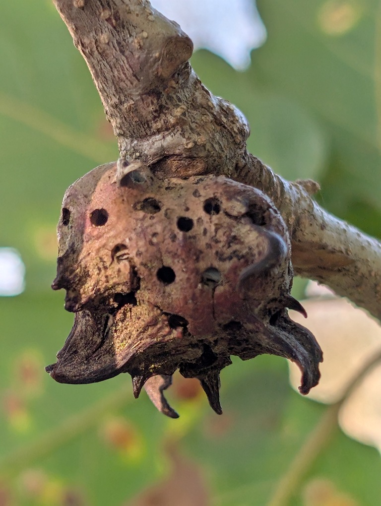 Andricus coriarius gall on Quercus canariensis