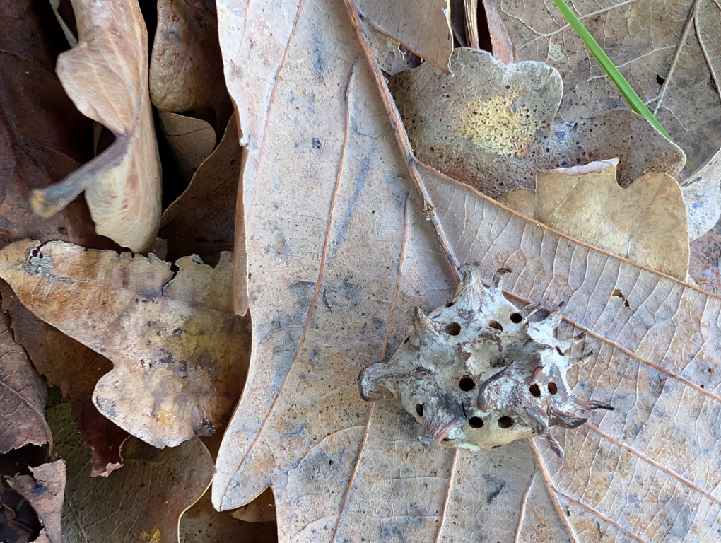 Andricus coriarus on leaf litter