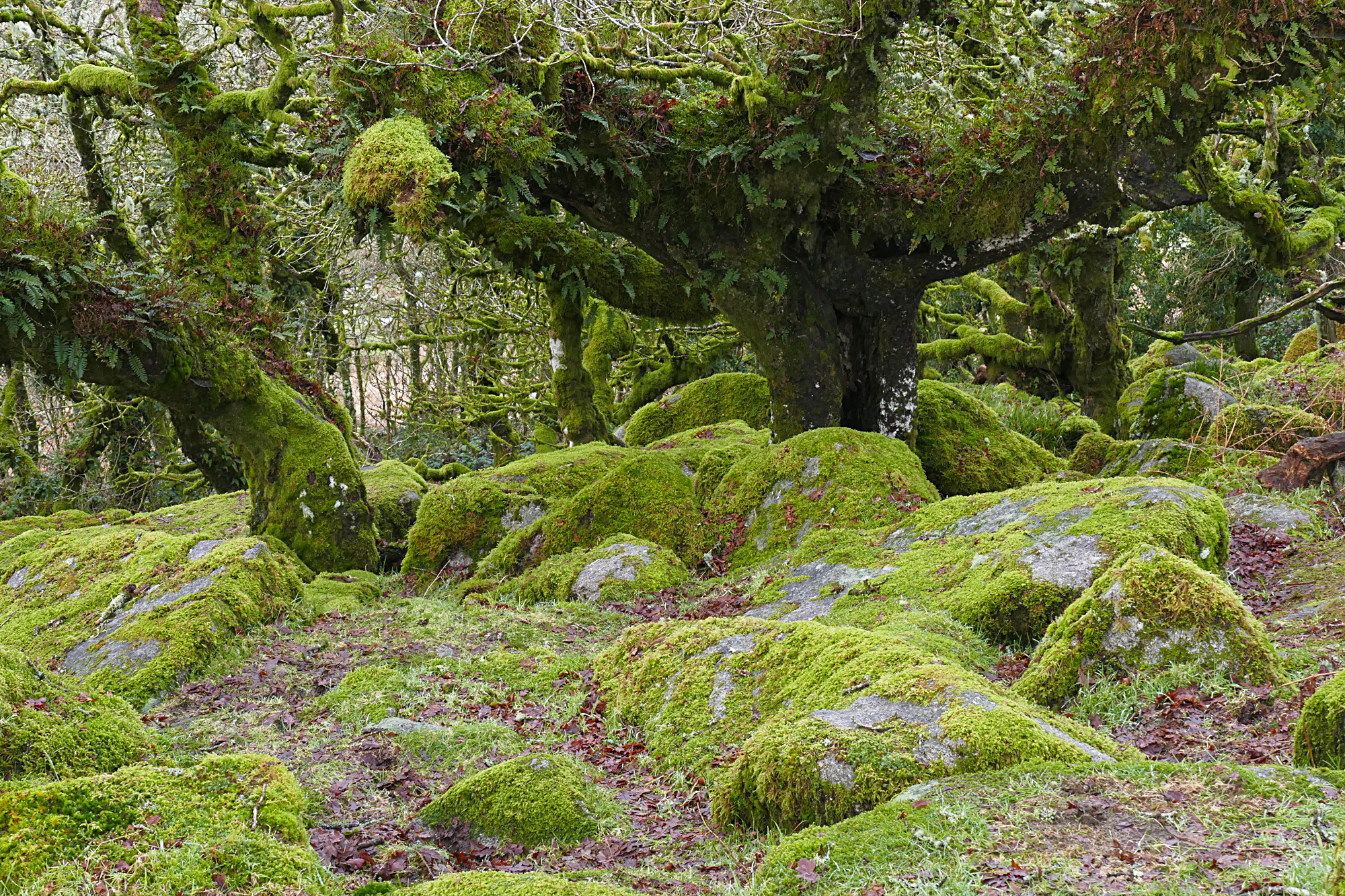 Possibly the only famous fragment of temperate rainforest in Britain: Wistman’s Wood on Dartmoor, Devon.  ©️ Alan Hunt.  Reprodu