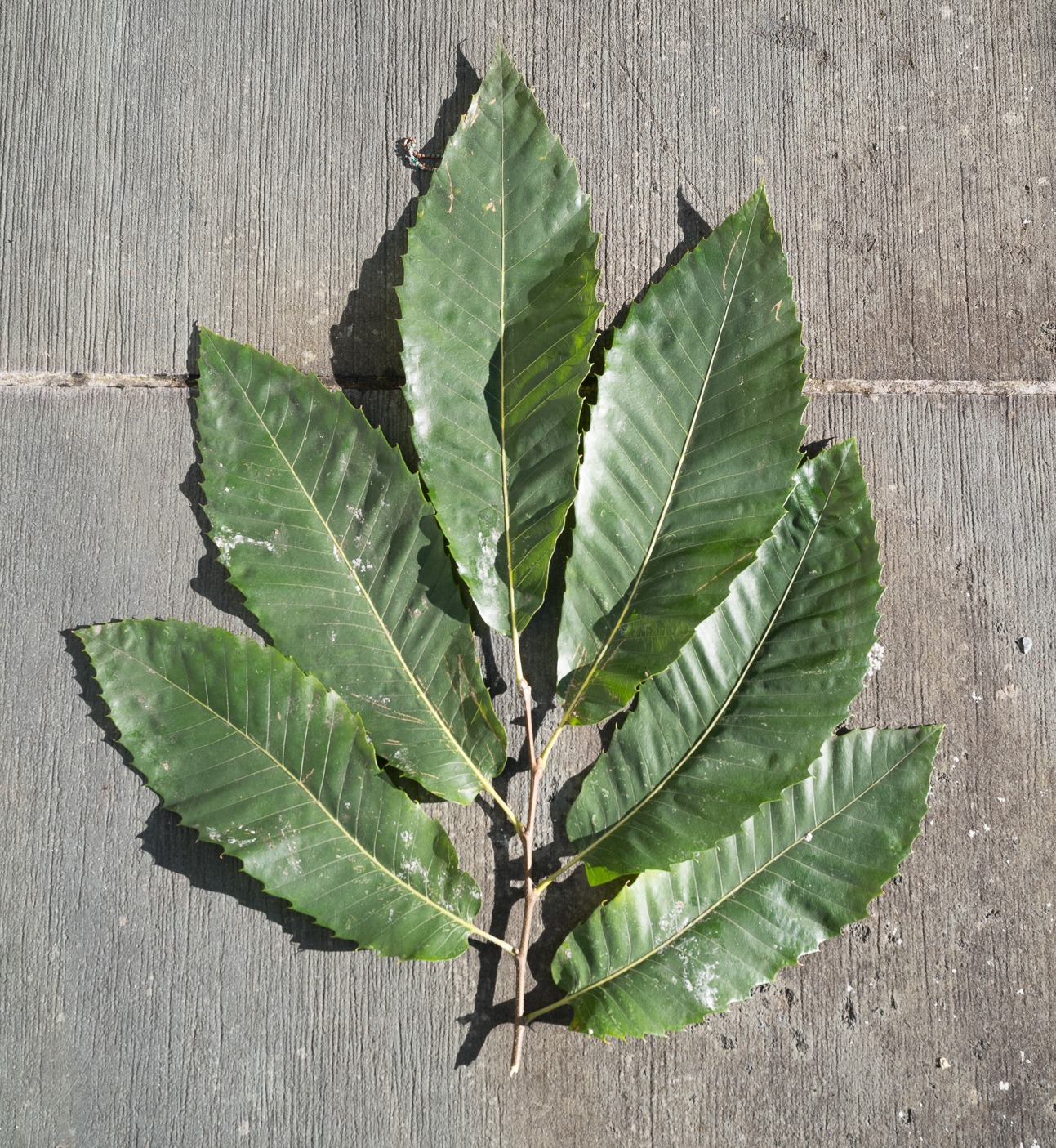 Leaves of Yoko's "oak"