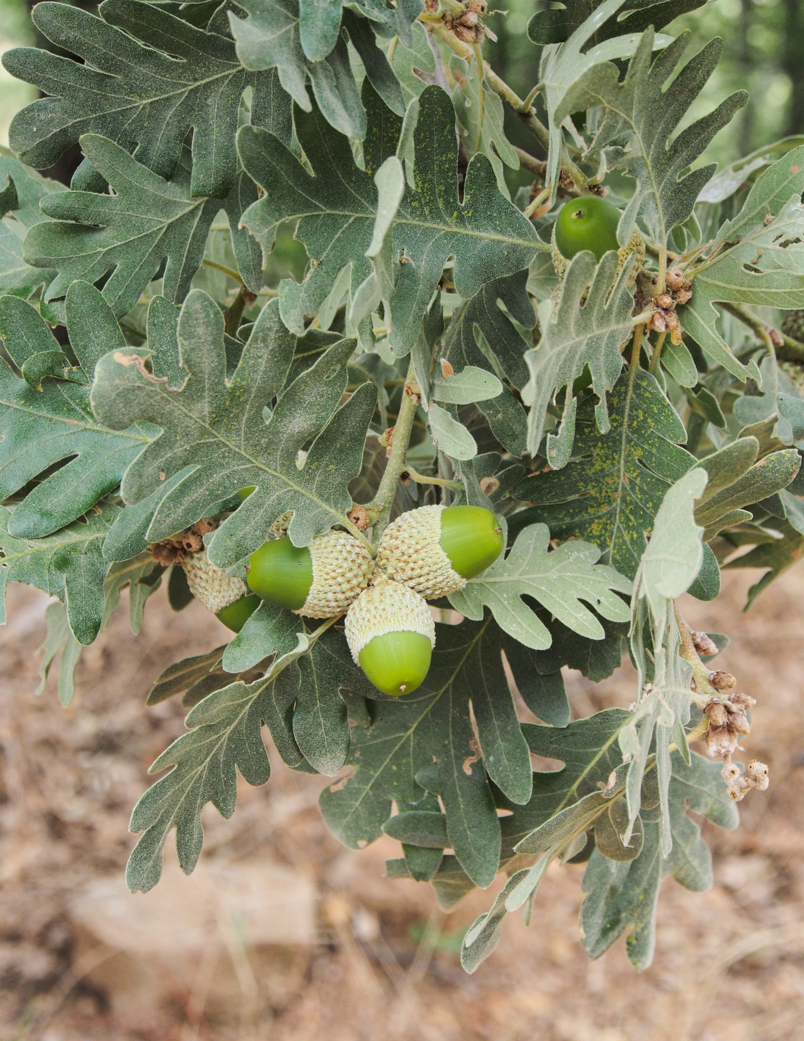 Quercus pyrenaica. © Luis Fernández García. Reproduced under the Creative Commons Attribution-Share Alike 4.0 International li
