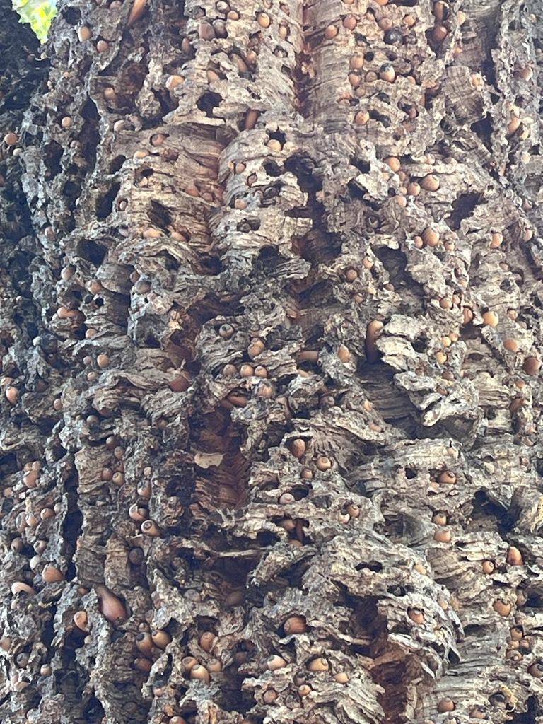 Acorns cached in cork oak