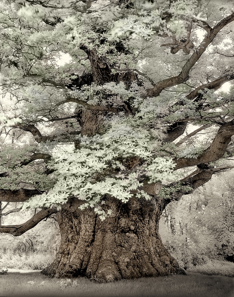 Pedunculate oak Majesty, Fredville Park, Kent, England. © Beth Moon and Abbeville Press