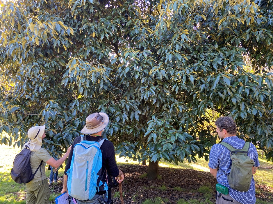 Roderick, Eric, and Menno examining the spectacularly healthy but acorn-less Quercus rex