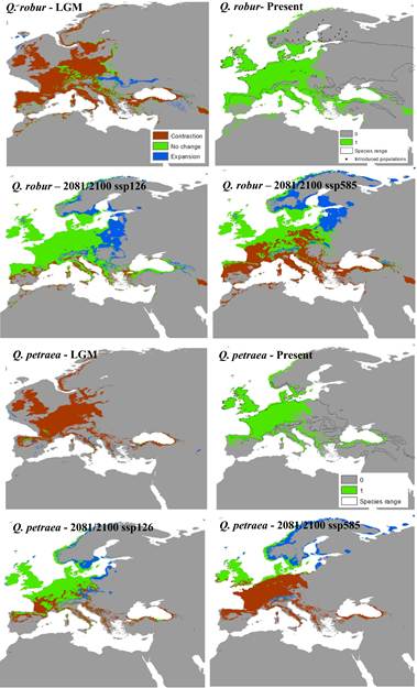Modeled distributions of temperate-zone species (Quercus robur and Quercus petraea) under climatic conditions of the Last Glacia
