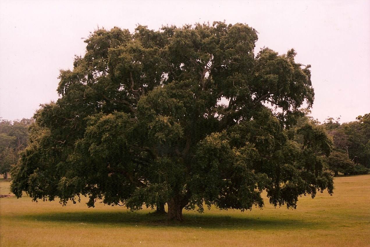 The Anchorena alcornoque in 2003