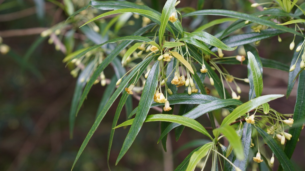 Pittosporum illicioides