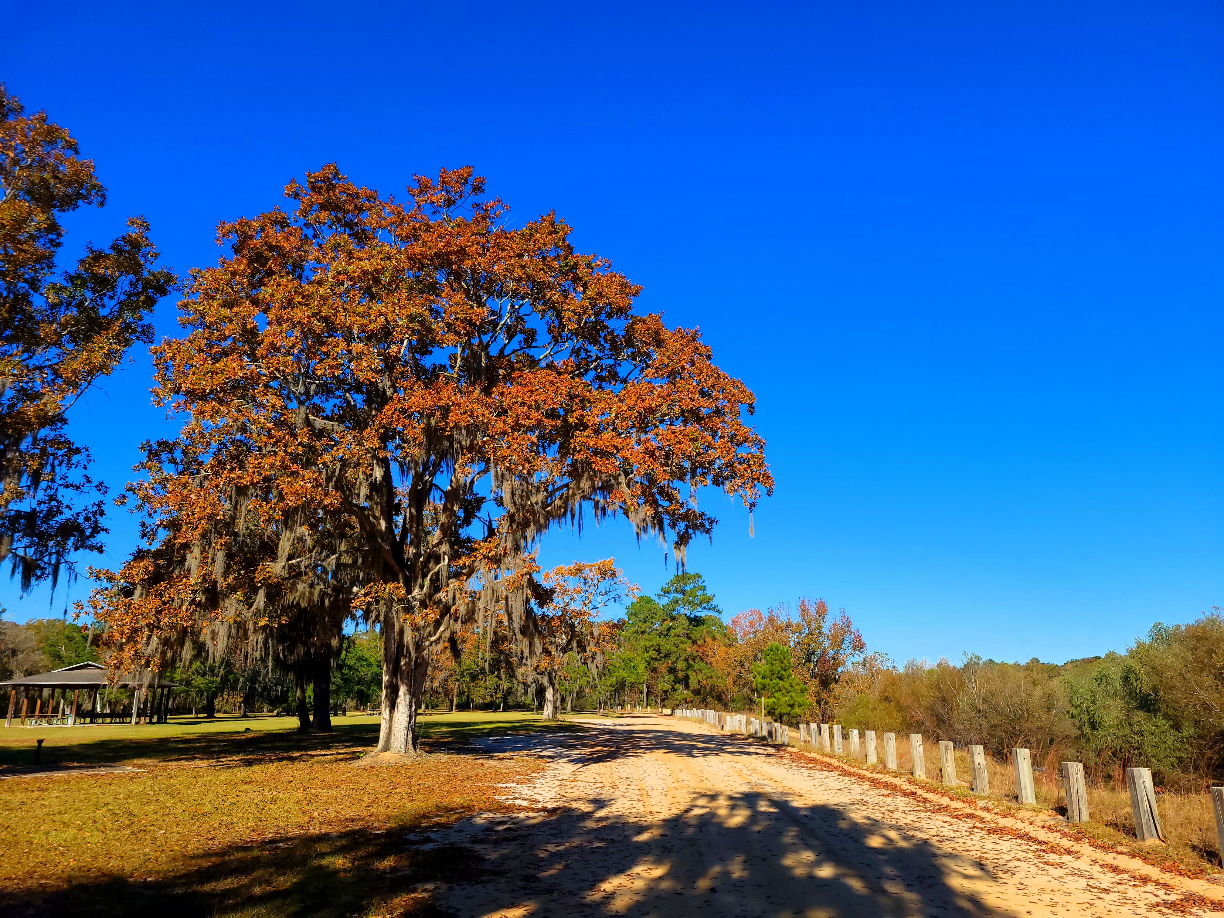 Quercus austrina along the Altamaha River, GA
