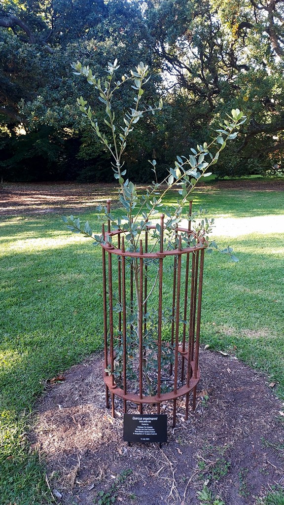 Quercus engelmannii at RBGV