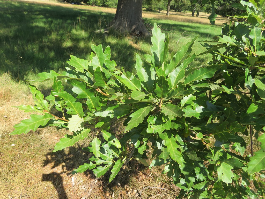 Quercus castaneifolia foliage, Windsor Great Park