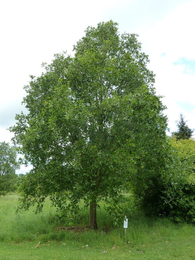 Quercus castaneifolia Green Spire at Castle Howards