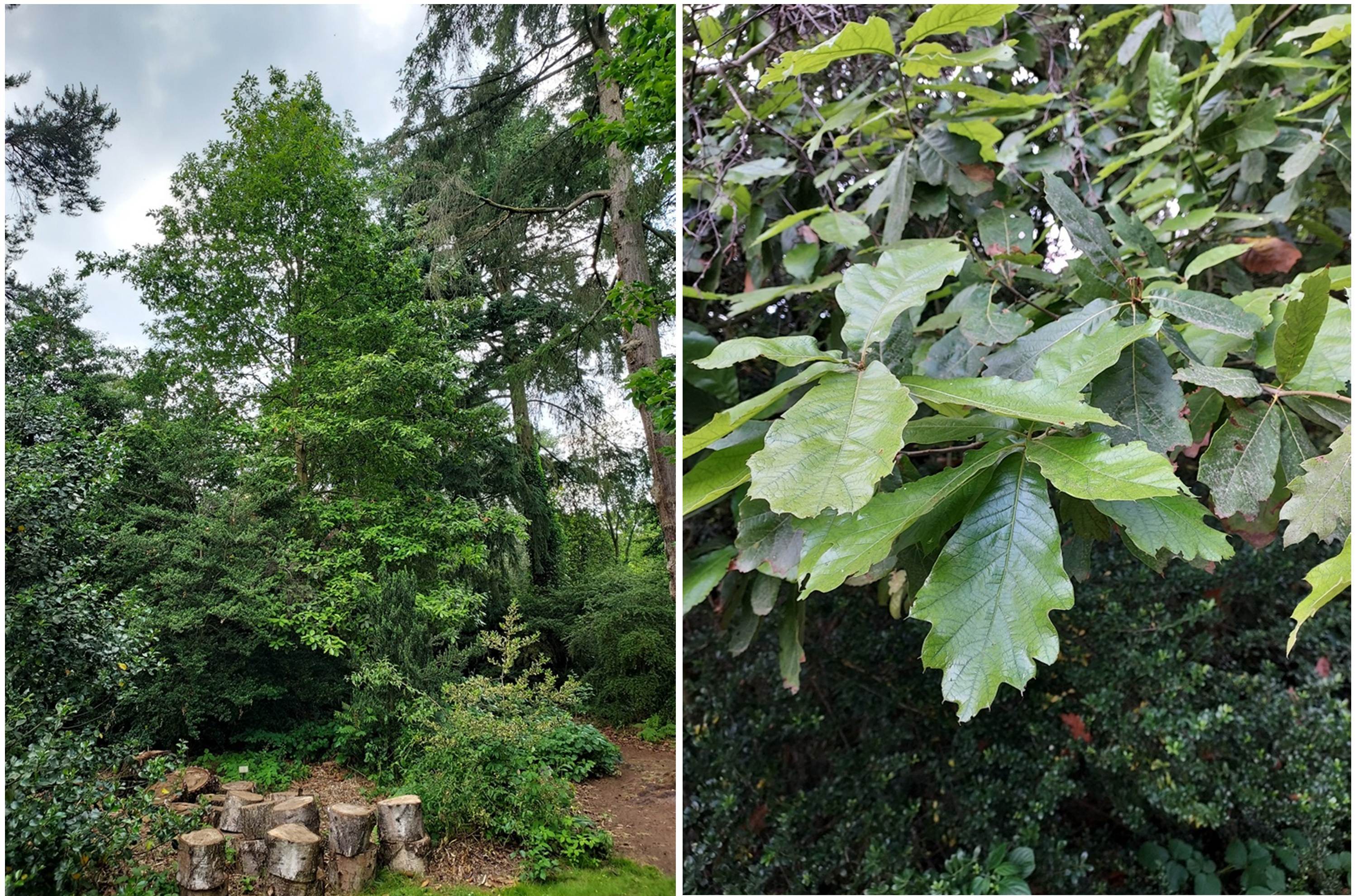 Quercus 'Zehra'