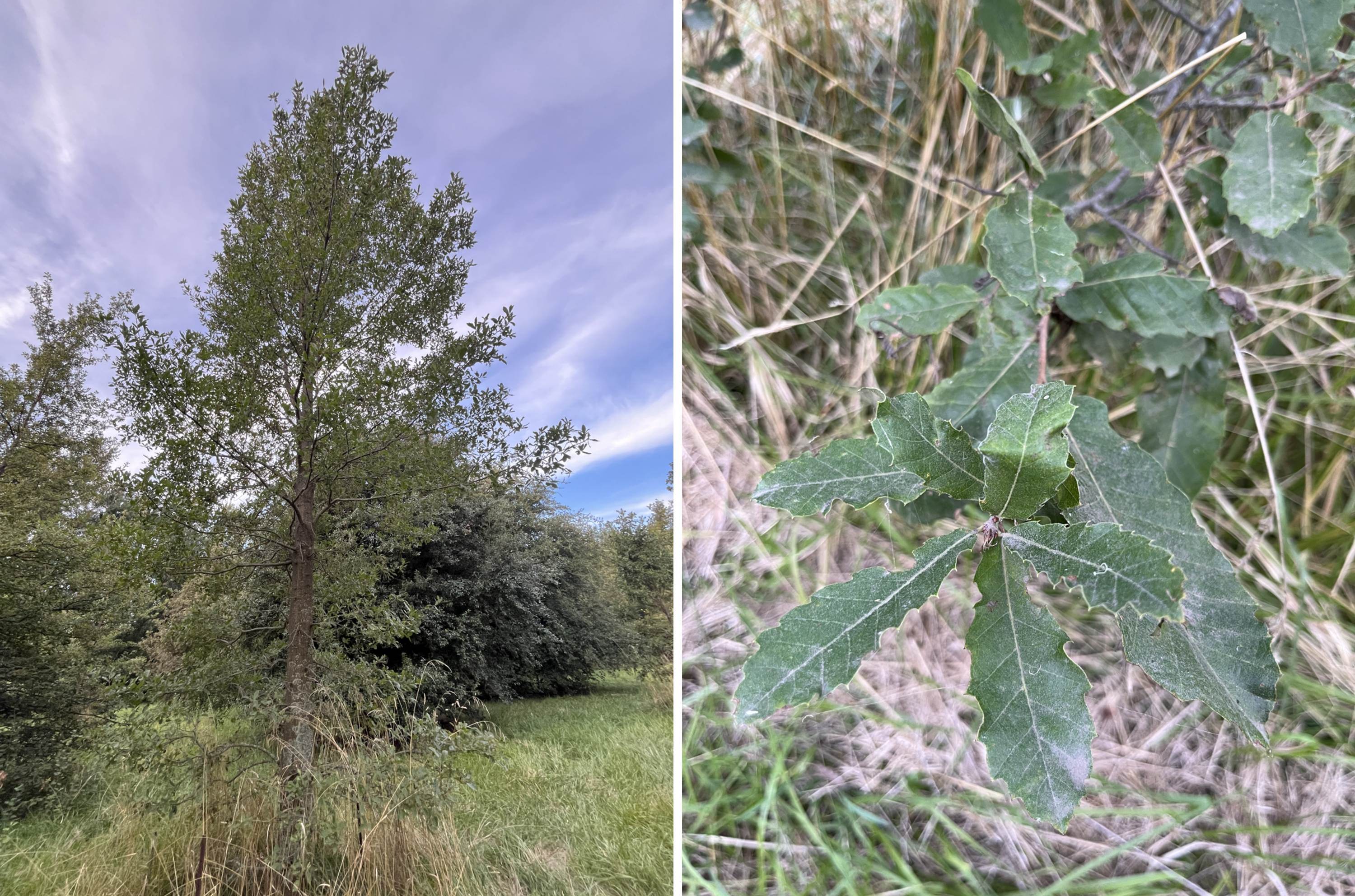 Quercus afares