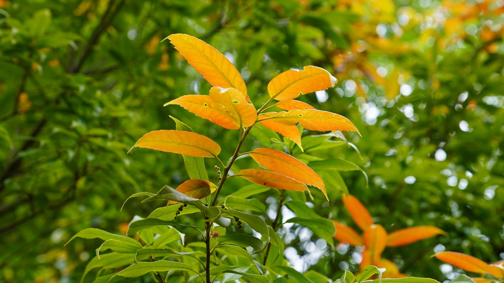 Quercus augustinei_16052026_White House Farm Arboretum