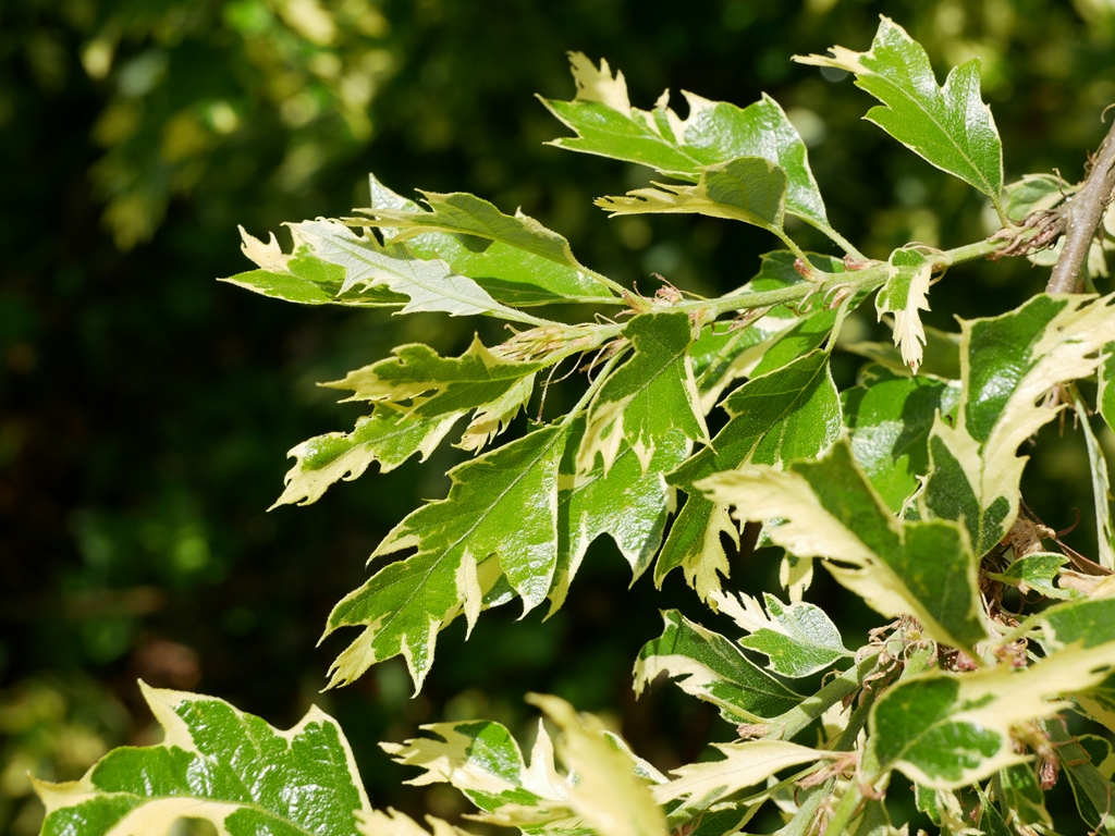 Foliage of Quercus cerris Argenteovariegata