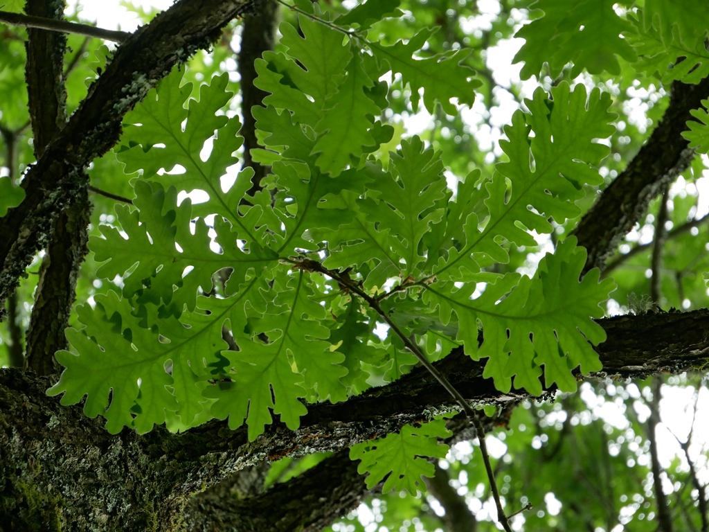 Quercus frainetto