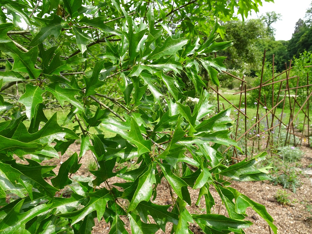 Quercus georgiana
