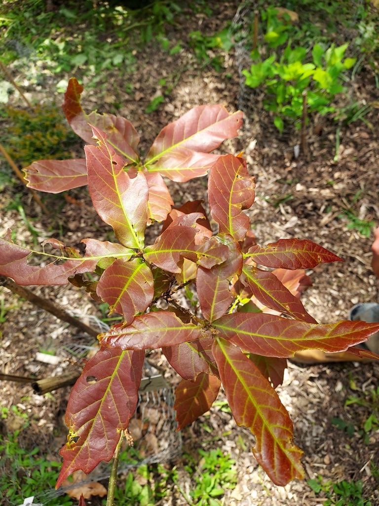 Quercus germana