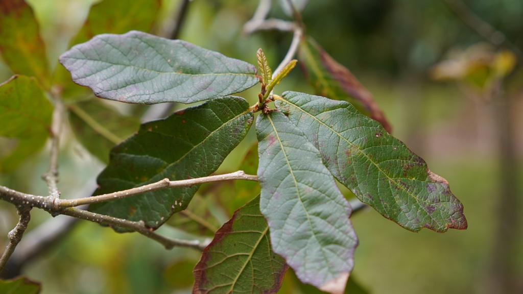 Quercus glabrescens_16052026_White House Farm Arboretum