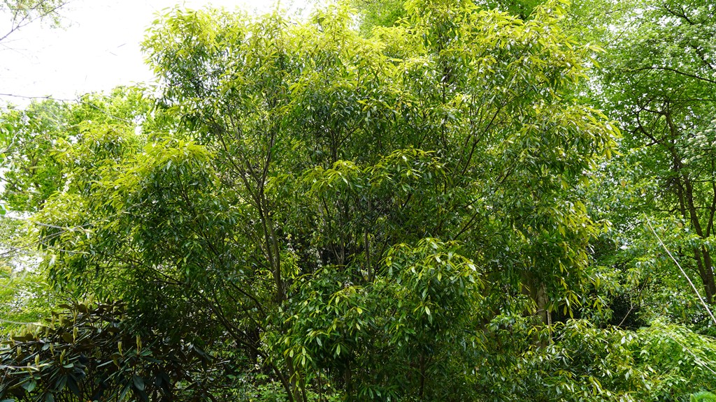Quercus hondae _16052026_White House Farm Arboretum