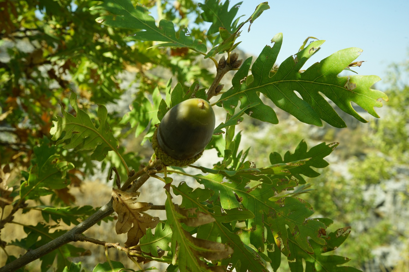 Figure 1: Quercus kotschyana fruit and leaves in Jaj cedars nature reserve