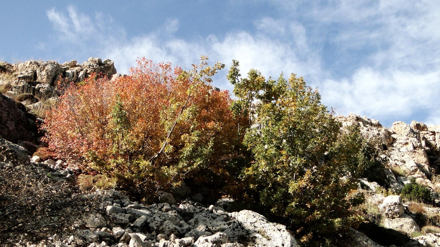 Figure 2: Quercus kotschyana autumn color in Ehden nature reserve