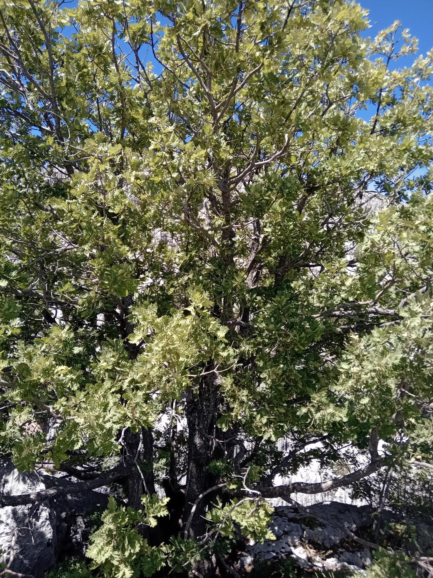 Figure 3: Quercus kotschyana young tree in Aalmat