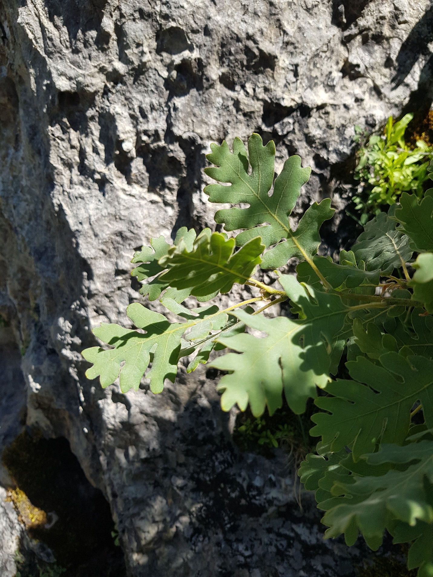 Figure 4: Quercus kotschyana leaves in Qammouaa