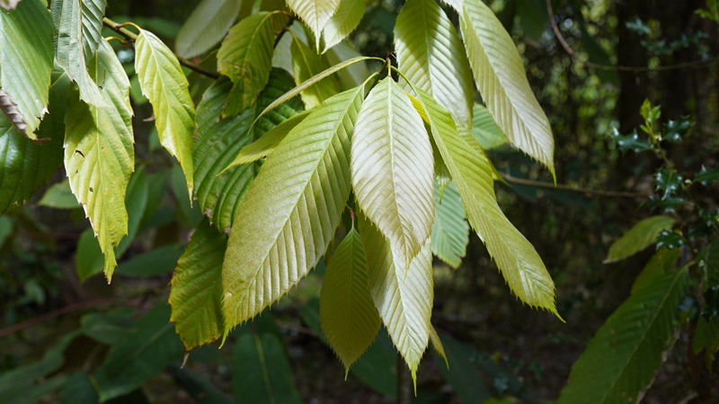 Quercus lamellosa_16052026_White House Farm Arboretum