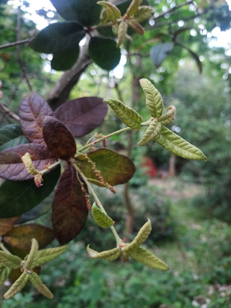 Quercus miquihuanensis