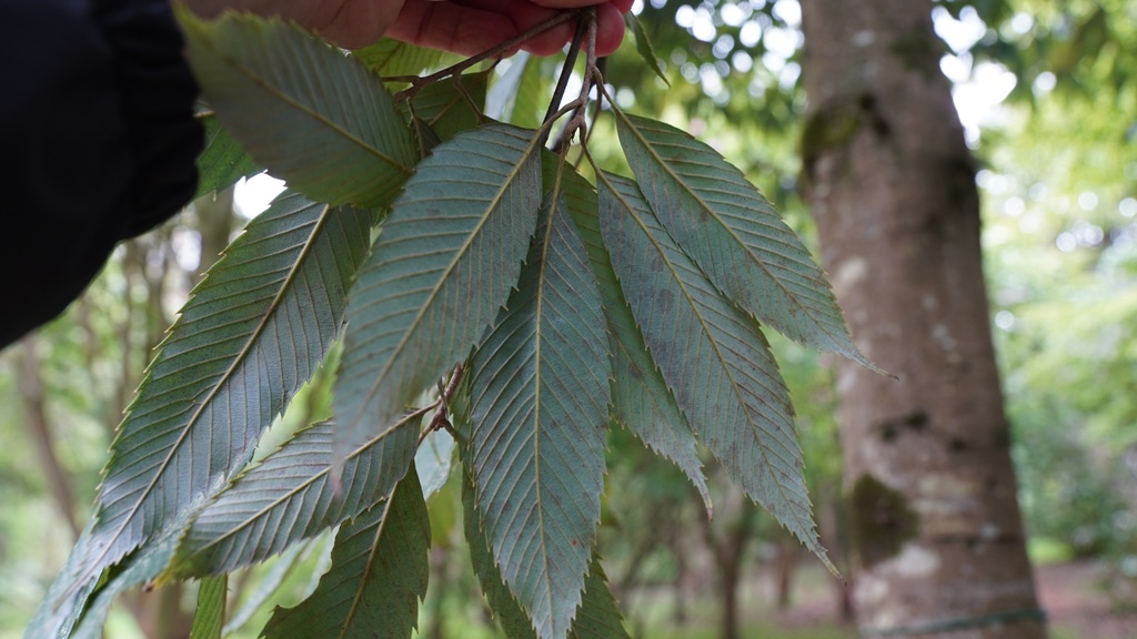 Quercus oxyodon_16052026_White House Farm Arboretum.JPG
