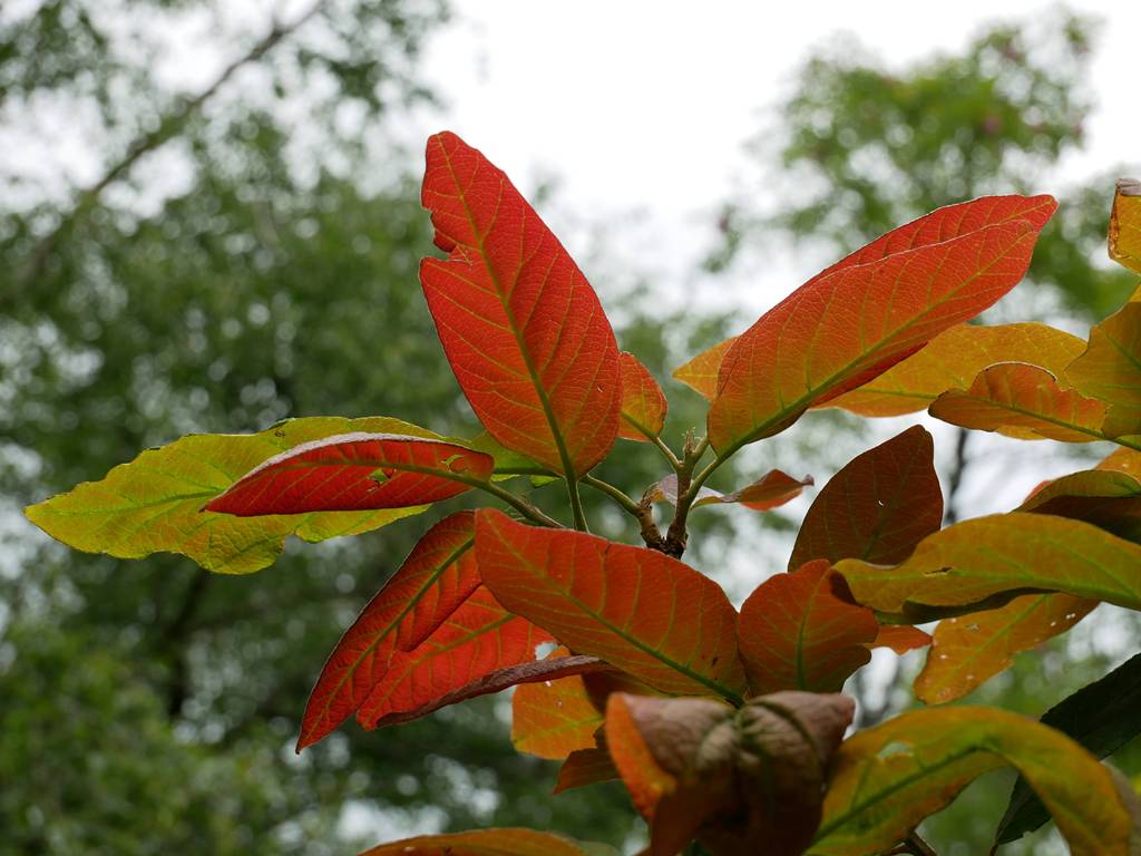Quercus polymorpha contre-jour