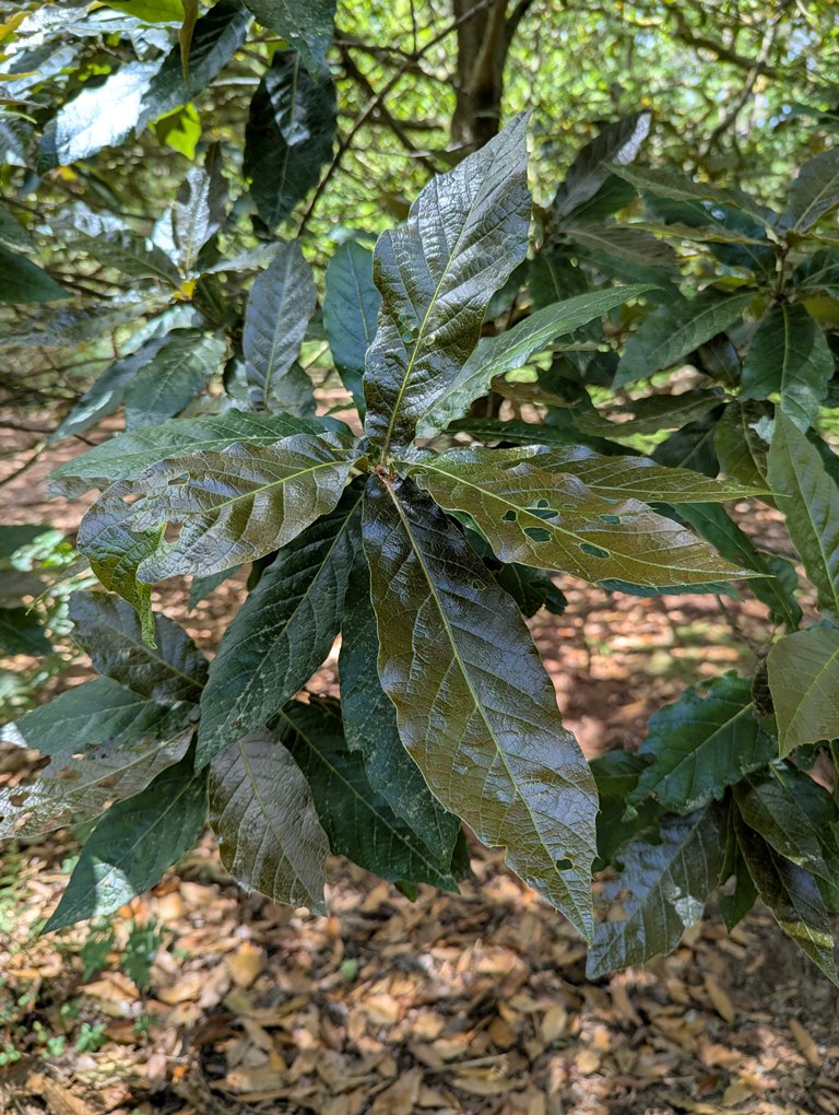 Quercus rysophylla