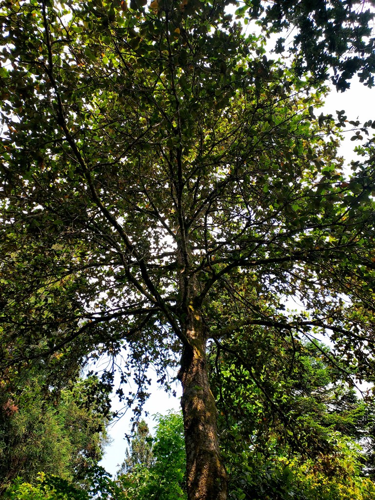 Quercus semecarpifolia
