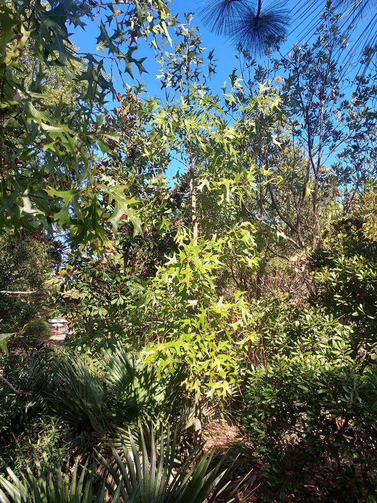Quercus laevis at Davis Arboretum