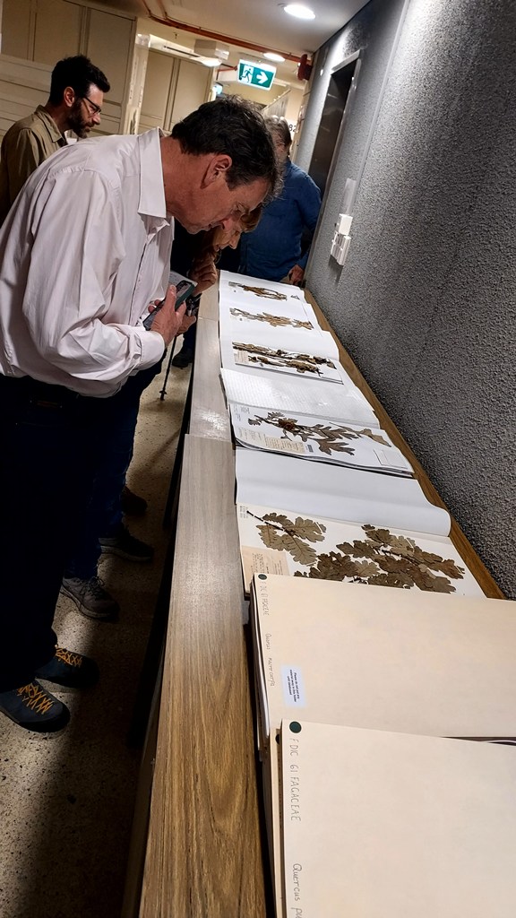 Examining oak specimens at MEL (National Herbarium of Victoria)