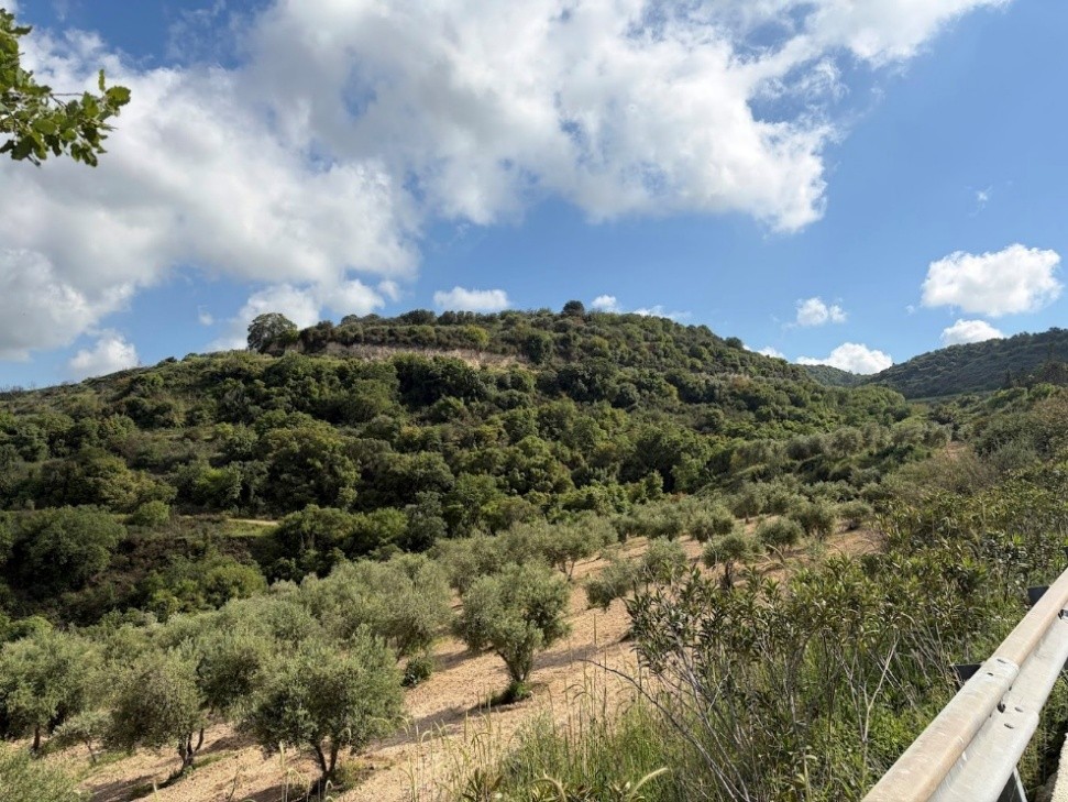 Spontaneous growth of Quercus infectoria subsp. veneris on abandoned terraces