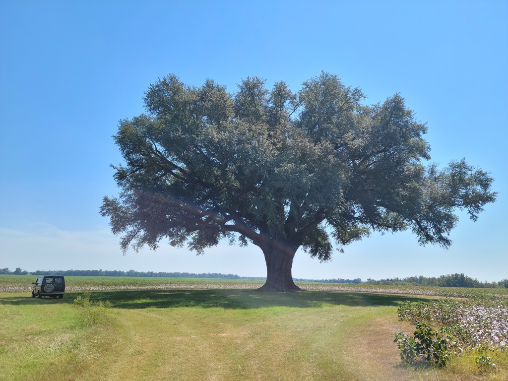 Spooner Oak