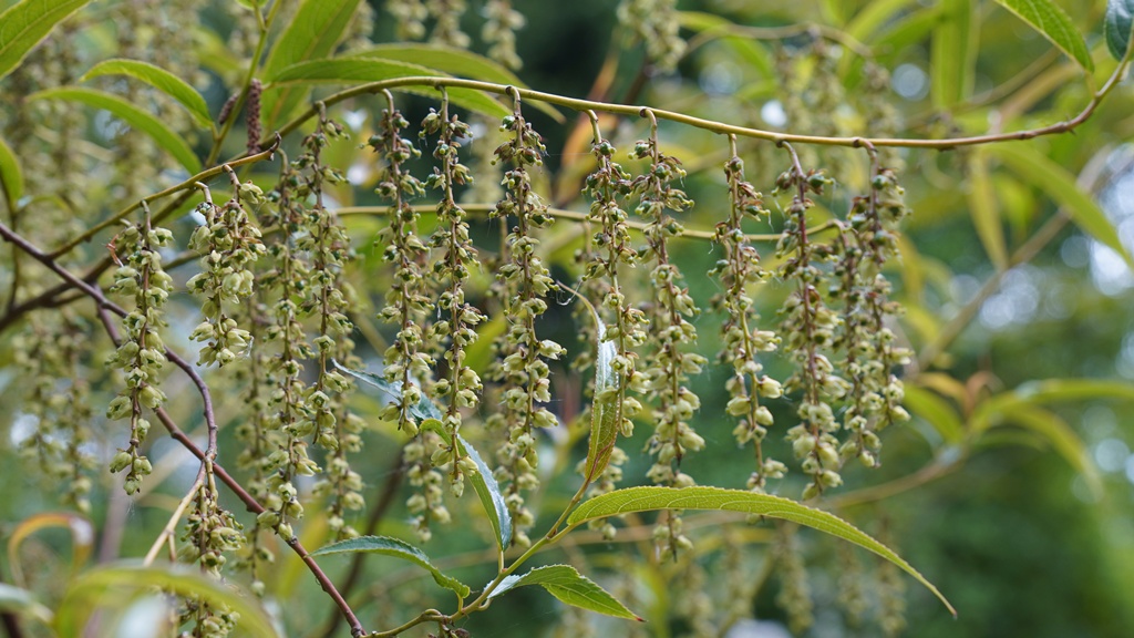 Stachyurus praecox var. matsuzakii_16052026_White House Farm Arboretum (2).JPG