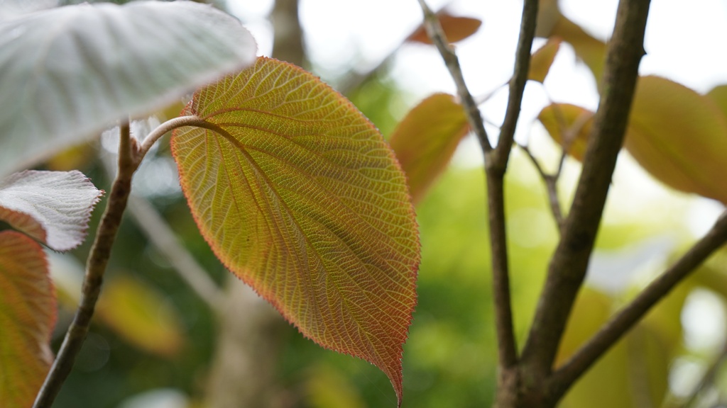 Viburnum sympodiale
