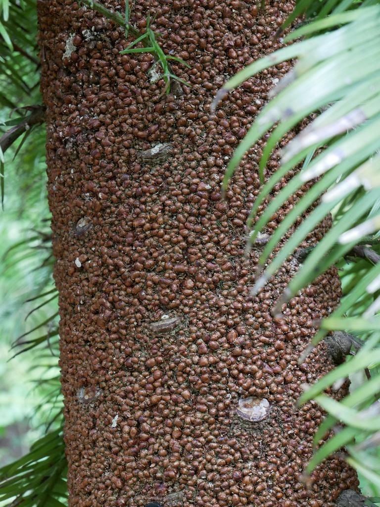 Wollemia nobilis bark