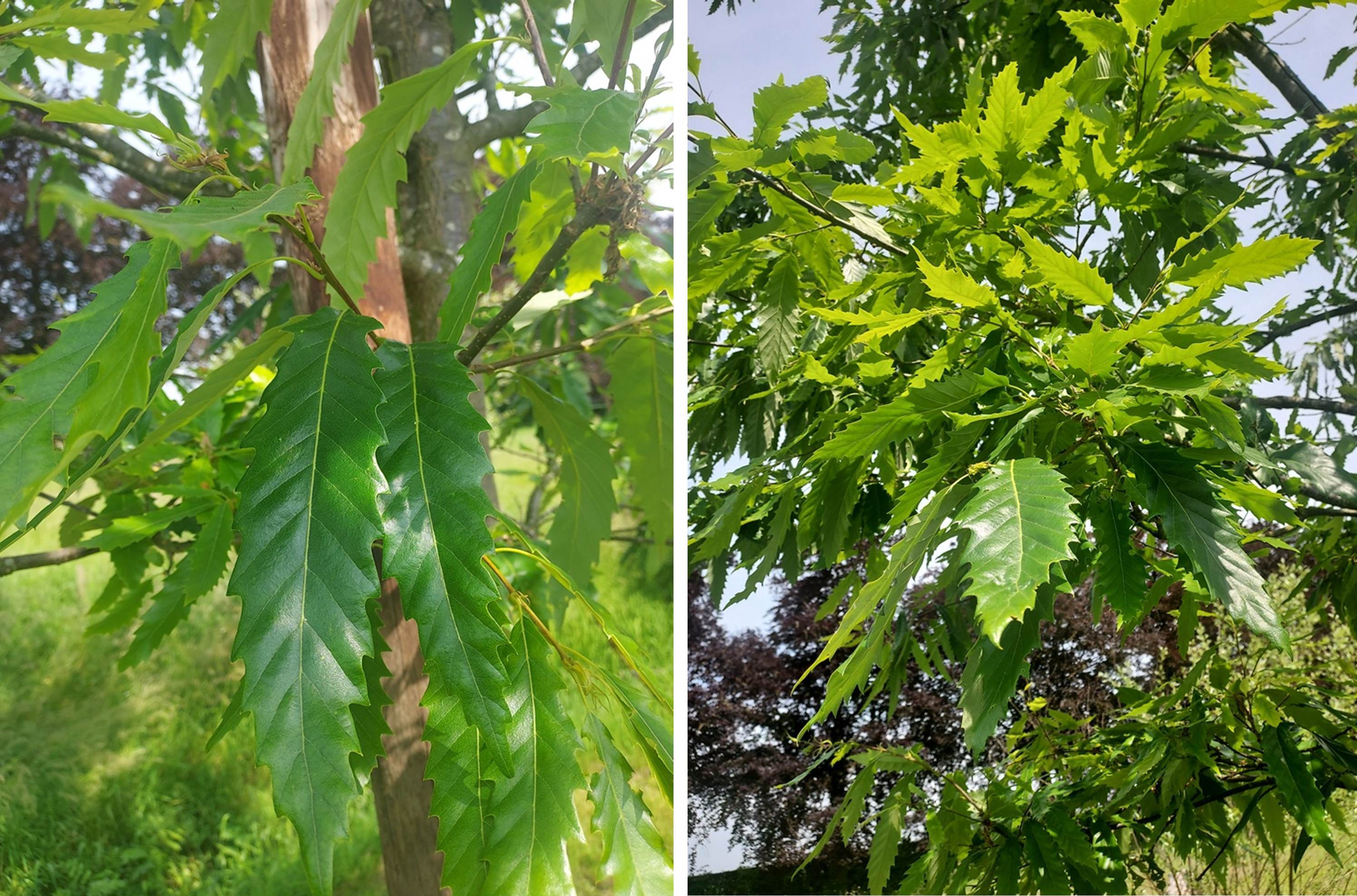 Quercus castaneifolia Zuiderpark at Kastel Widooie
