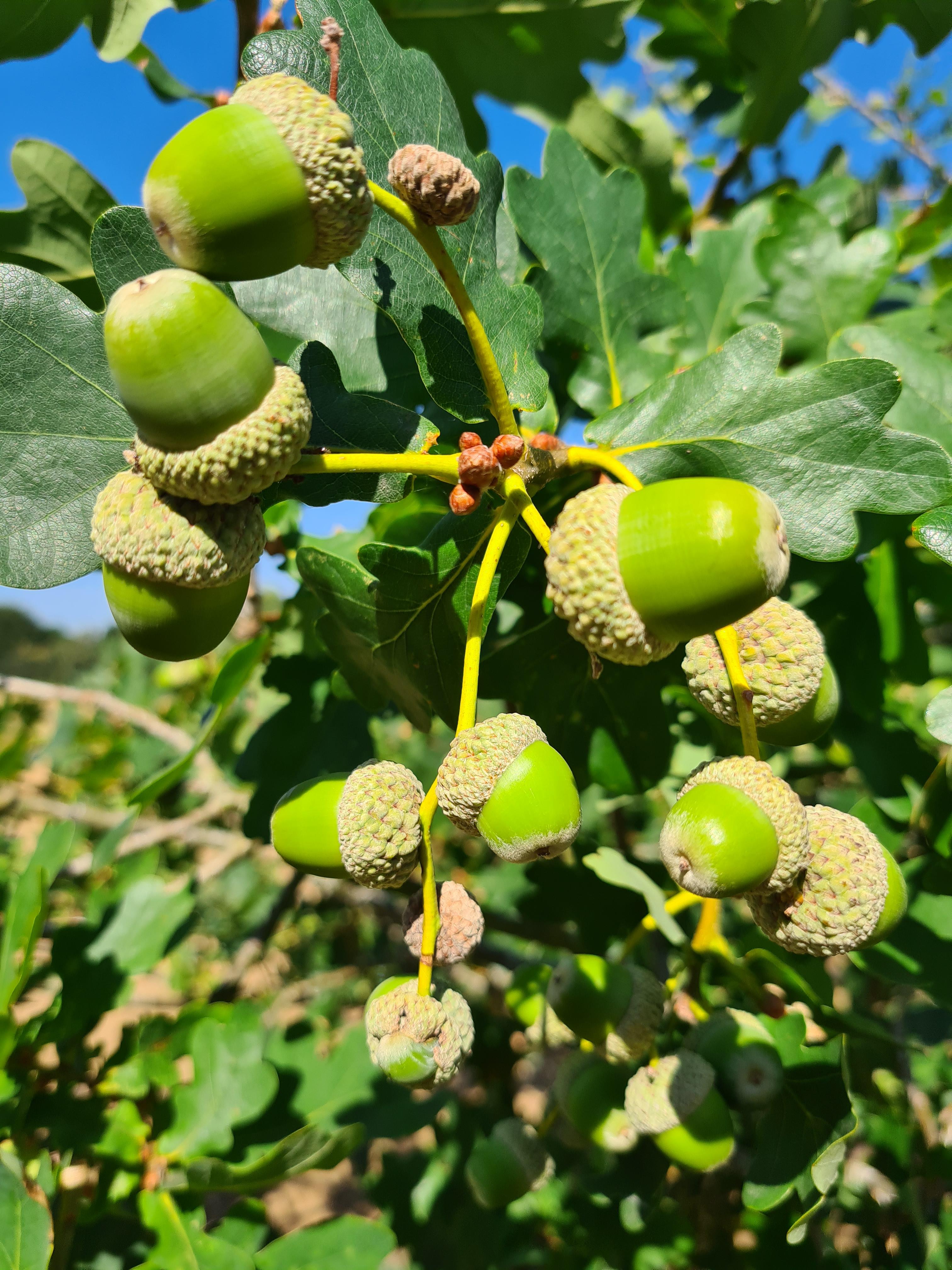 a.	In a peak acorn year individual trees can have as many as 10 mature acorns per shoot, but the average across all trees has ne