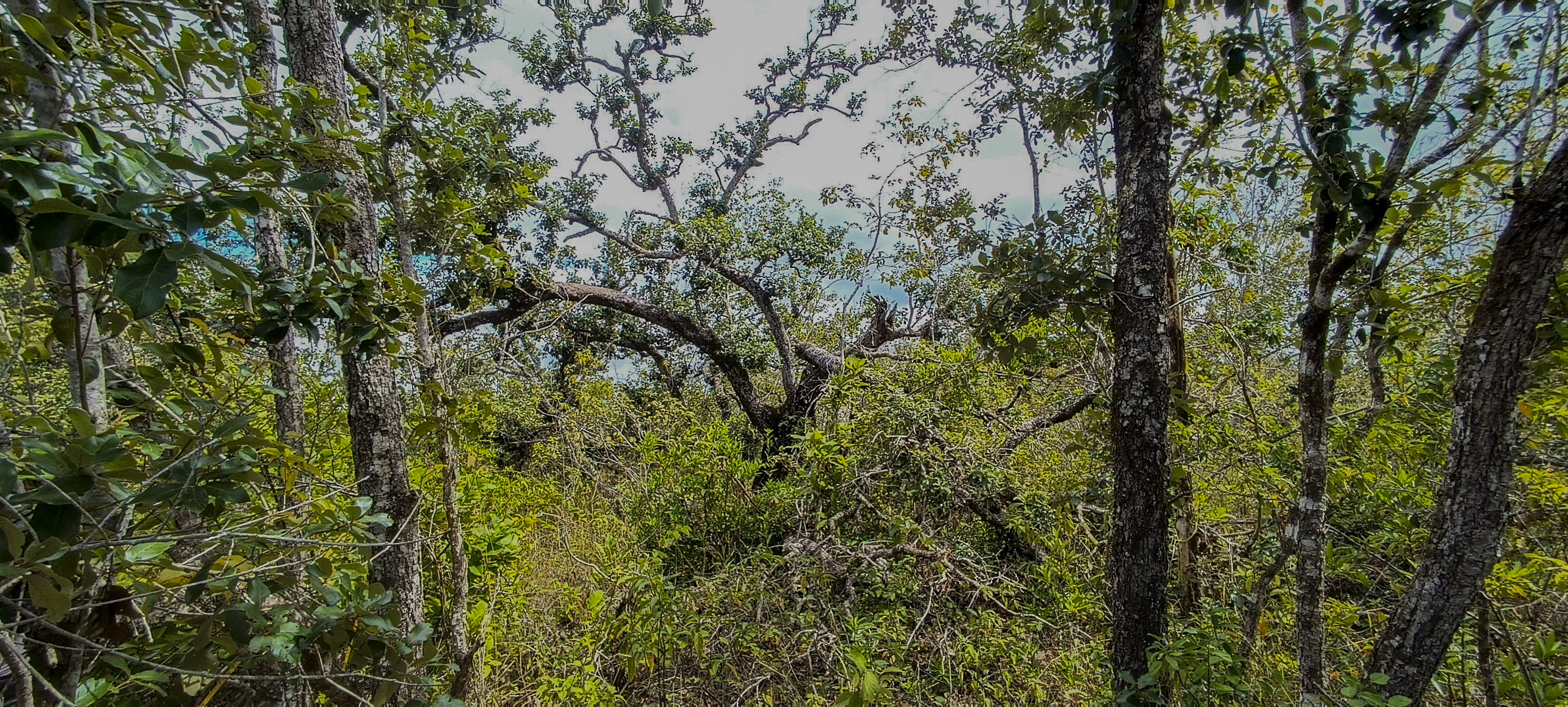 Dying Quercus oleoides