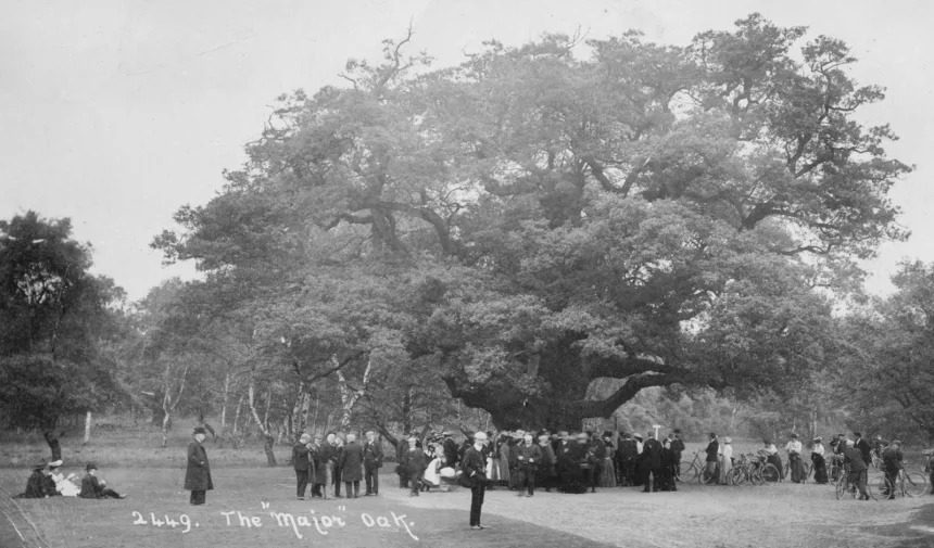 this photograph from 1907 shows rather well how the soil beneath the tree's canopy became compacted over the years." © RSPB