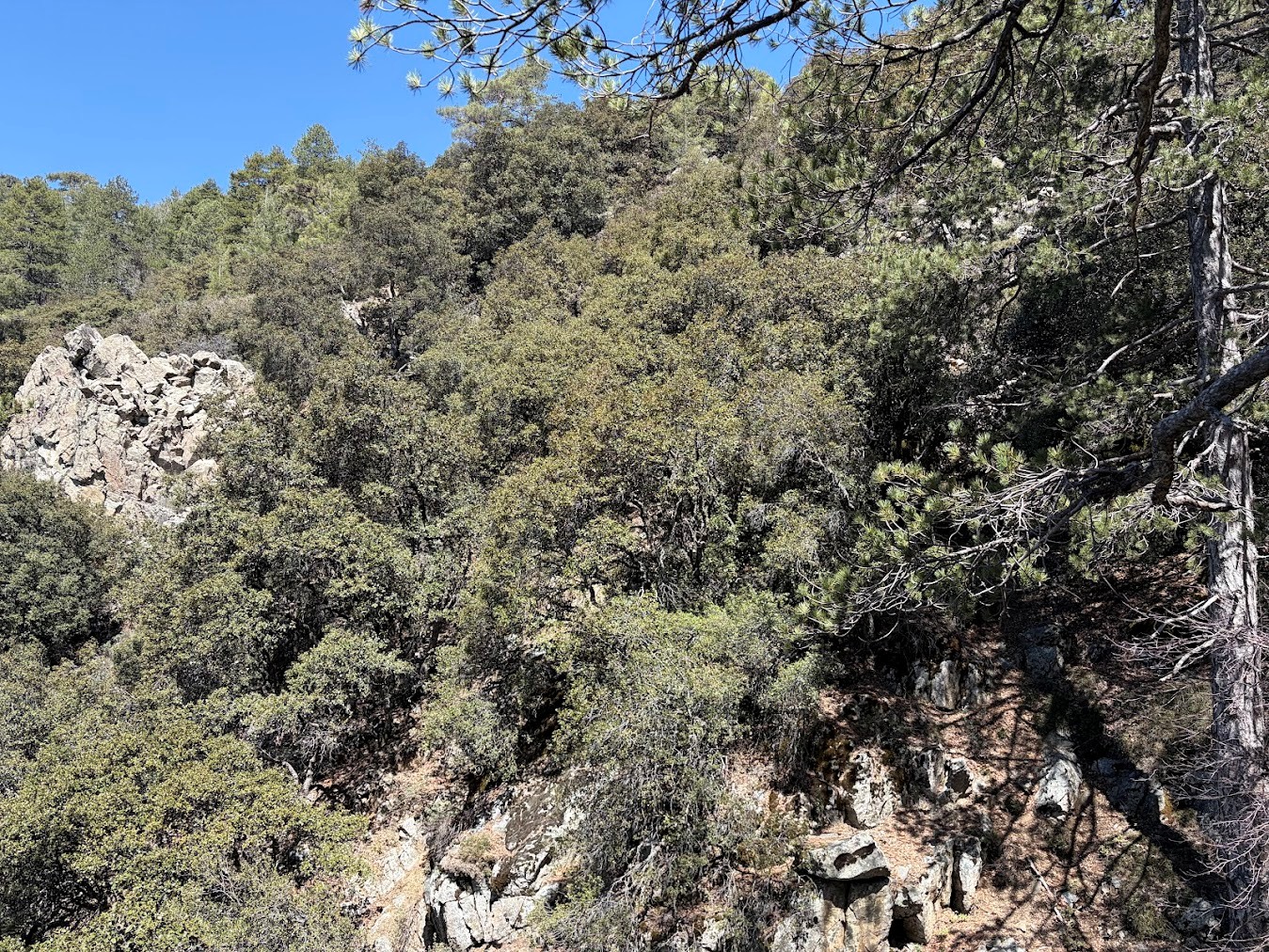Dominant Quercus alnifolia on the Troodos slots along the Kalidonia Trail