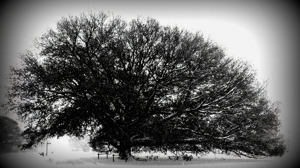 The Compton Oak in winter 2 Ricklin Brown